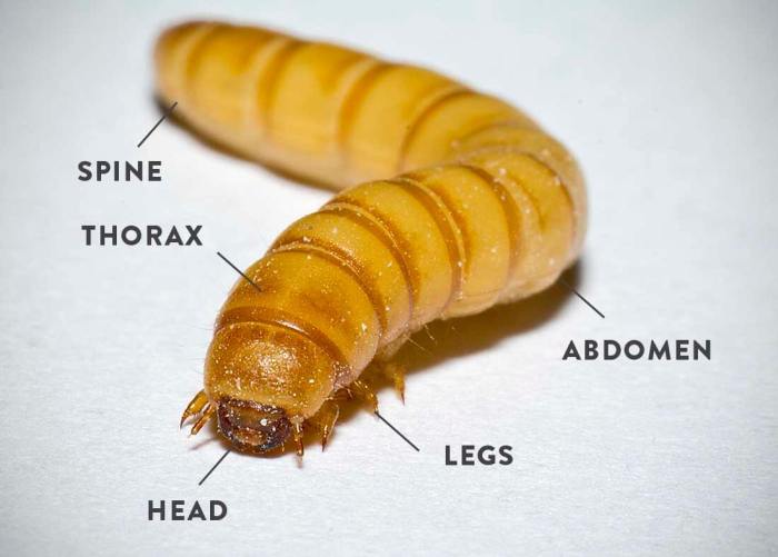 How many cells does a mealworm have