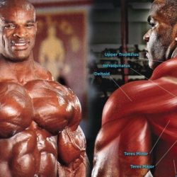 Traps exercises bigger big building pros workout fitnessvolt