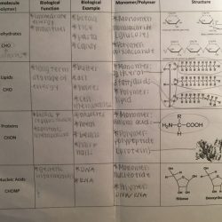 Amoeba sisters speciation answer key