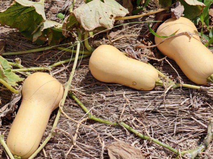 Butternut squash anolini north italia