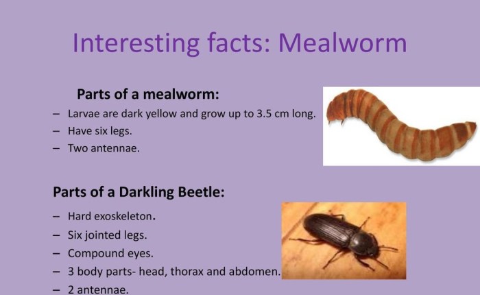 Mealworms tenebrio molitor mealworm facts eat styrofoam code entomophagy wikia forum larva