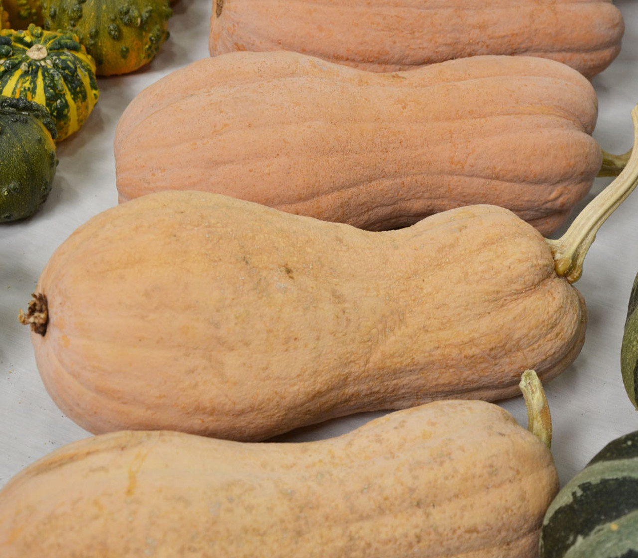 Butternut harvest planting