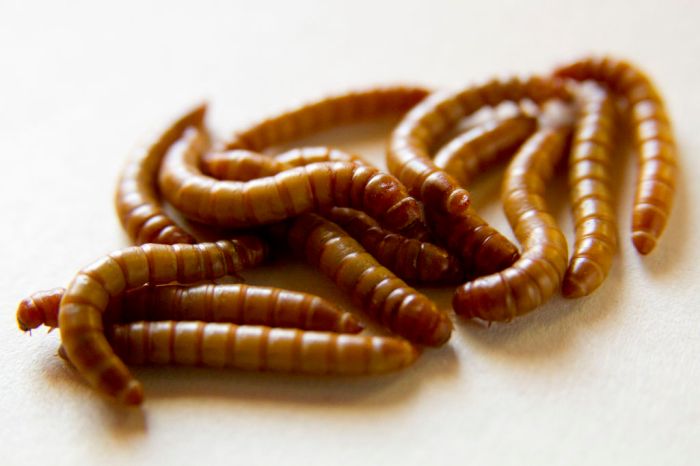 Mealworm worms mealworms larvae insect species breeding