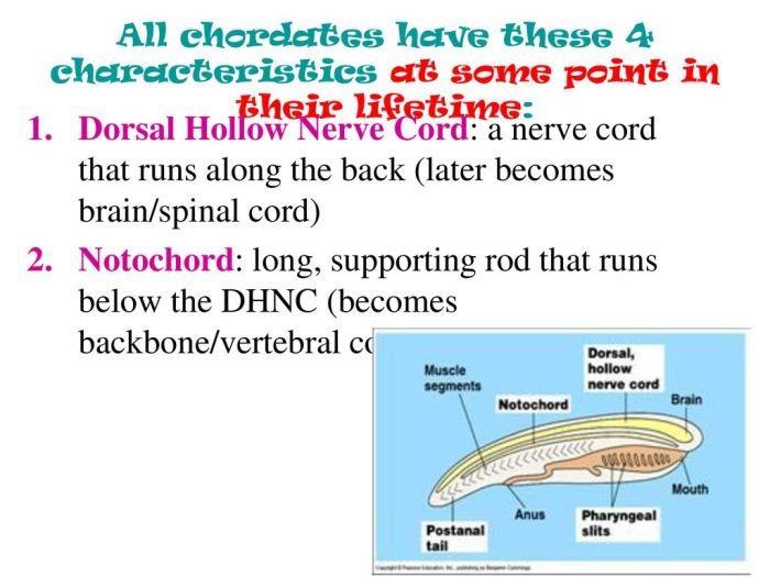 Embryology morphology occur remnants notochord