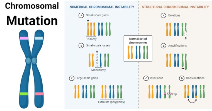 Mutations match the words with their definition