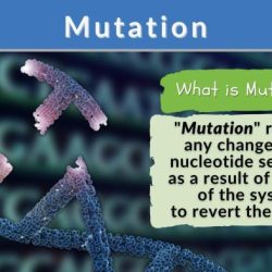 Mutations match the words with their definition