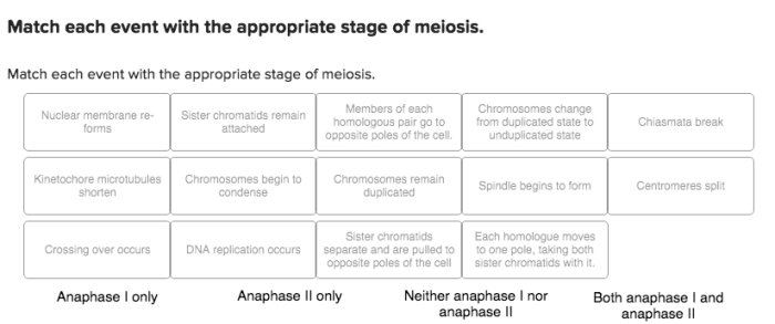 Match each event with the appropriate stage of meiosis.