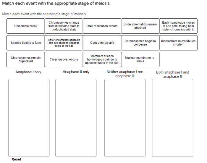 Match each event with the appropriate stage of meiosis.